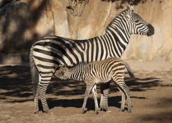 Nace la primera cebra en el Bioparc de València 11 Cebra Bioparc