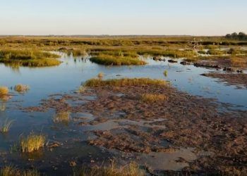 Alerta en la La Albufera de Valencia: es uno de los humedales más amenazados del mundo