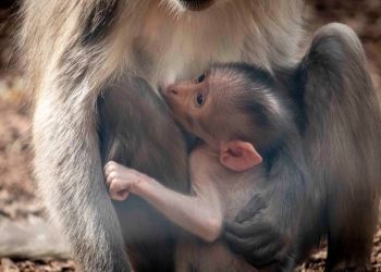 Nace un cría de un primate en peligro de extinción a plena vista del público en el Bioparc de Valencia