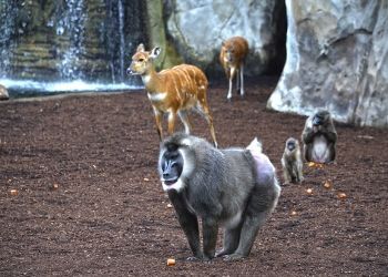 Muere Rakifi, el macho de dril y símbolo del Bioparc de Valencia