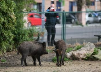 Numerosos grupos de jabalíes invaden varias poblaciones de la Marina Alta a plena luz del día