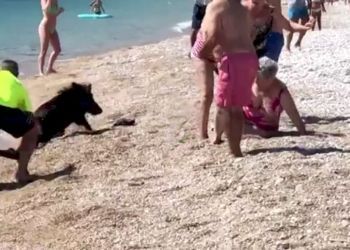 Un jabalí sale del mar para morder a una bañista en una playa de Alfaz de Pi (Alicante)