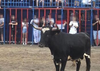 Tavernes de la Valldigna prohíbe la celebración de las tradicionales vaquillas