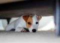 Veterinarios de Valencia denuncian que los perros viven las Fallas con "terror, drama y trauma" 1 Veterinarios de Valencia denuncian que los perros viven las Fallas con «terror, drama y trauma»