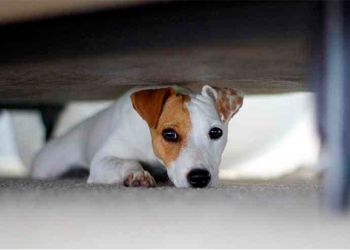 Veterinarios de Valencia denuncian que los perros viven las Fallas con «terror, drama y trauma»