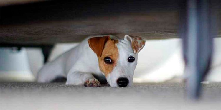 Veterinarios de Valencia denuncian que los perros viven las Fallas con "terror, drama y trauma" 2 Veterinarios de Valencia denuncian que los perros viven las Fallas con «terror, drama y trauma»