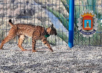 Aparece un lince en el patio de una guardería de Lorca (Murcia)