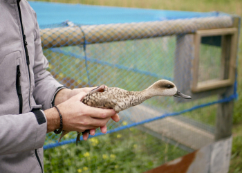 La cerceta pardilla, el pato más amenazado de Europa, remonta el vuelo en Mazarrón